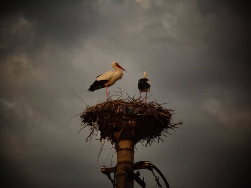 White Stork Nesting Site, Turda - Image 1