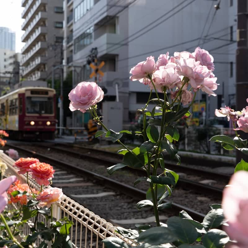 Toden Arakawa Line Rose Garden - Image 1