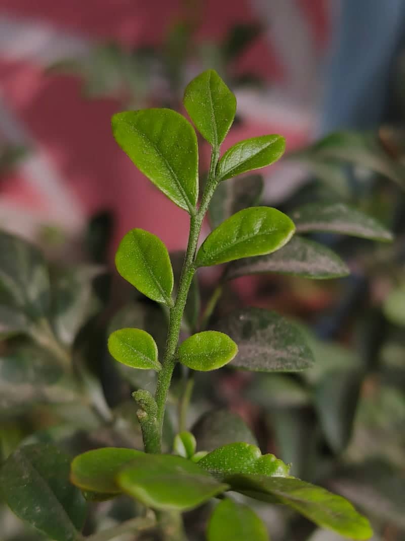 Bidhuna Garden Flora - Image 1