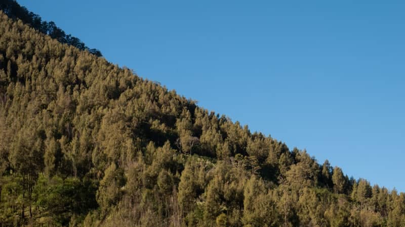 Mount Lawu Highland Forest - Image 1