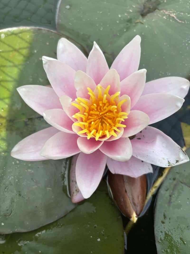 Pembroke Garden Water Lily - Image 1
