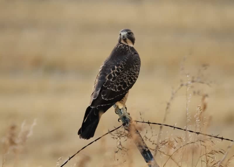 Wellsville Mountains Raptor Migration Site - Image 1