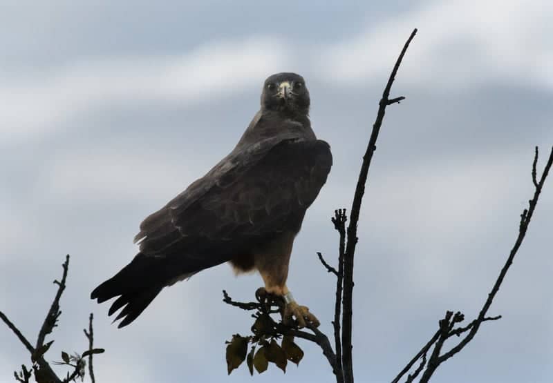 Wellsville Mountains Wildlife Viewpoint - Image 1