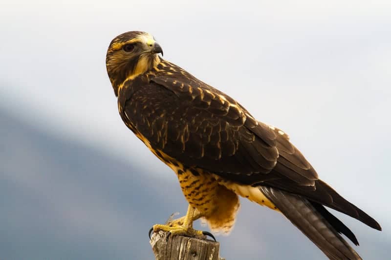 Wellsville Mountains HawkWatch - Image 1