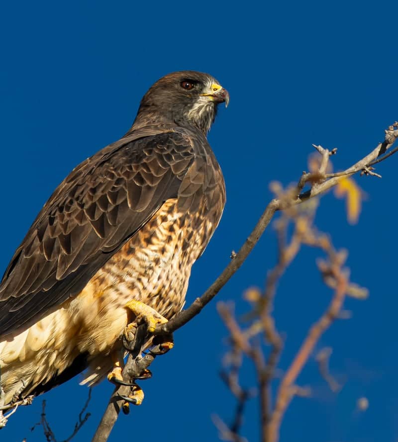 Wellsville Mountains Raptor Migration Site - Image 1