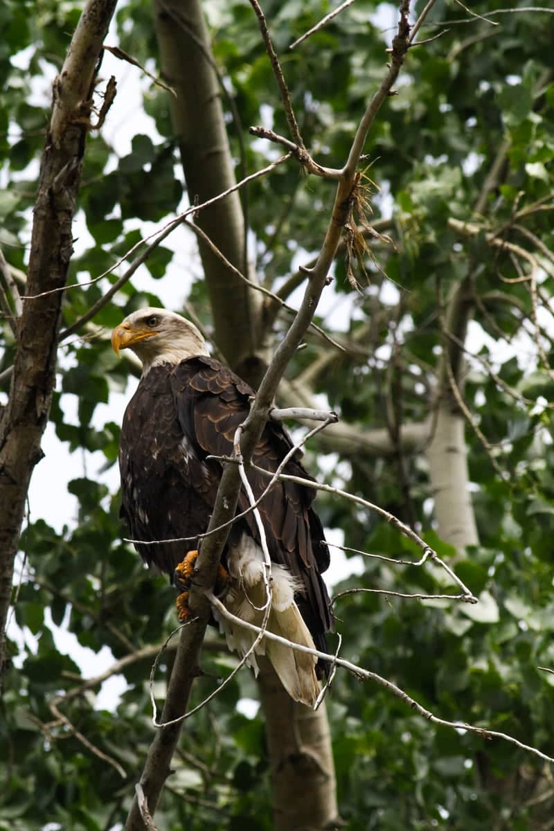 Paradise Wildlife Viewing - Image 1