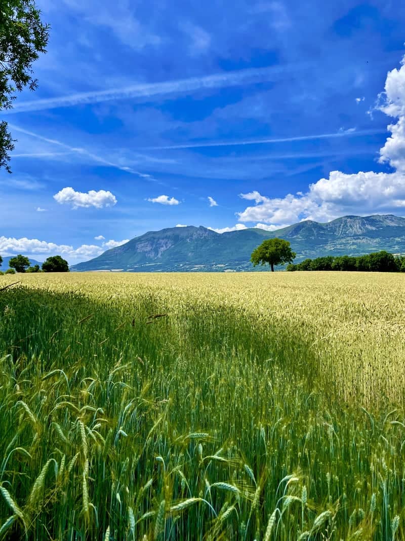 Rambaud Wheat Fields - Image 1