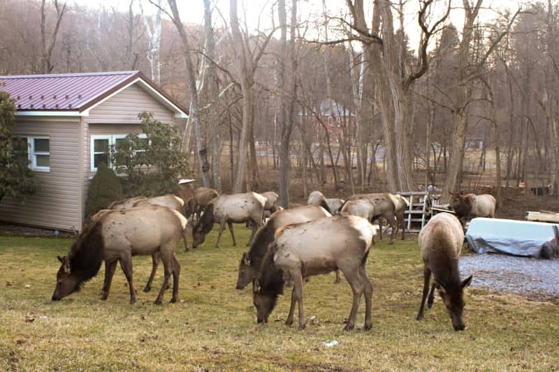 Benezette Elk Country - Image 1