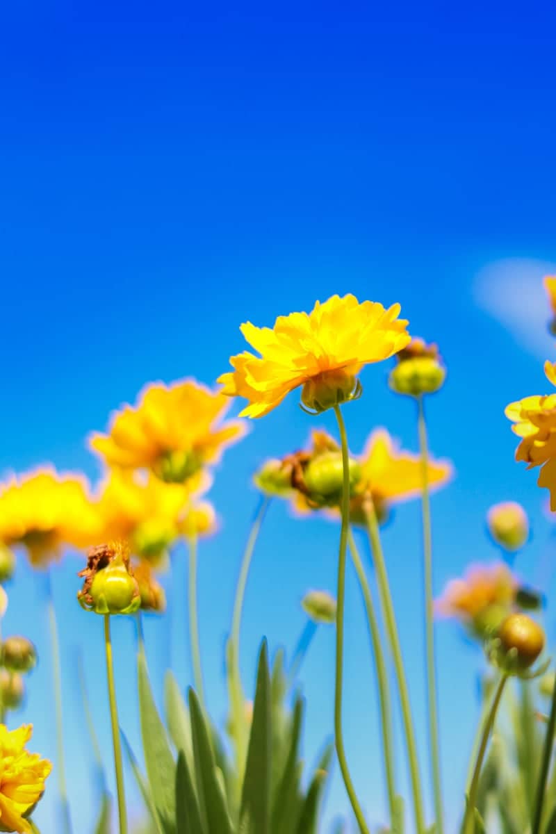 Euclid Garden Blooms - Image 1