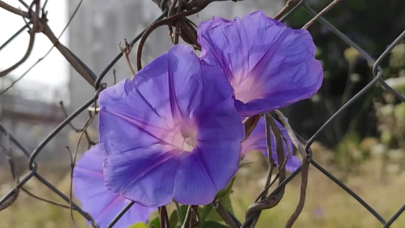 Morning Glories at Las Loberas - Image 1