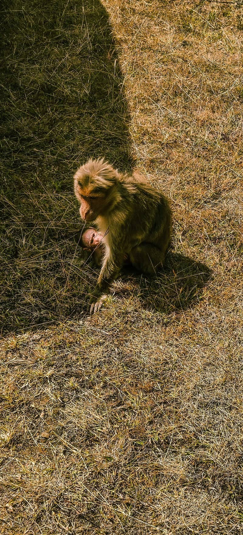 Ooty Hill Station Wildlife - Image 1