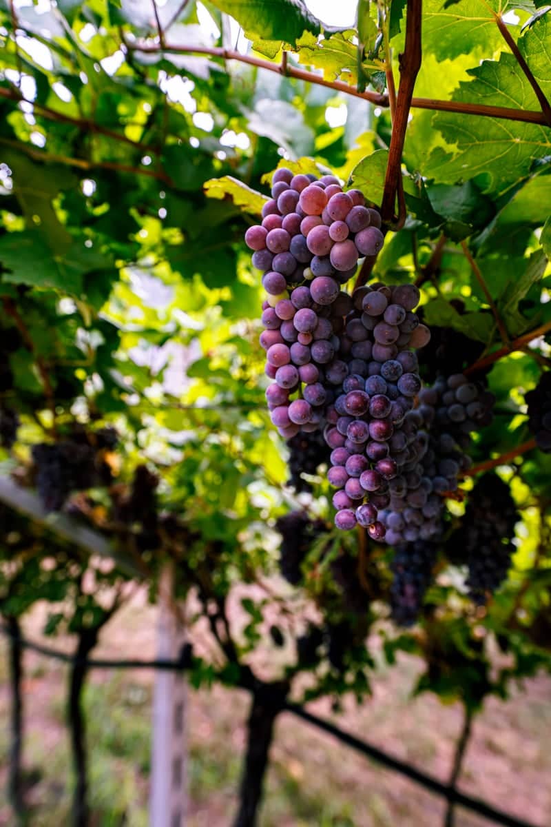 Avio Vineyards - Image 1
