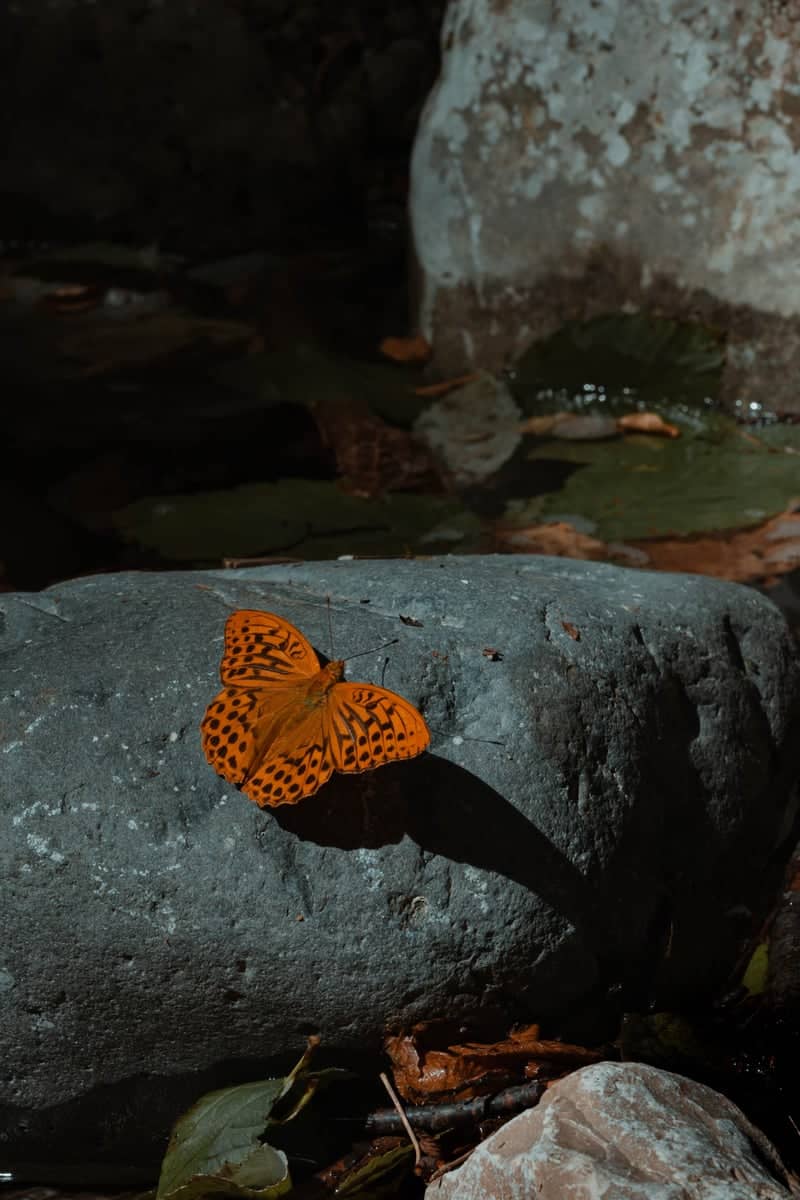 Valle dei Molini Stream - Image 1