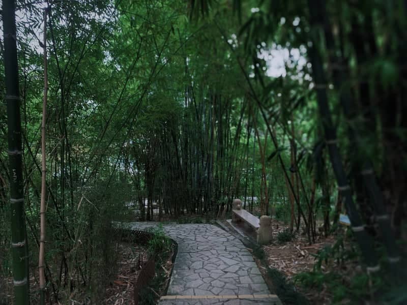 Bamboo Path at Hong Kong Zoological and Botanical Gardens - Image 1
