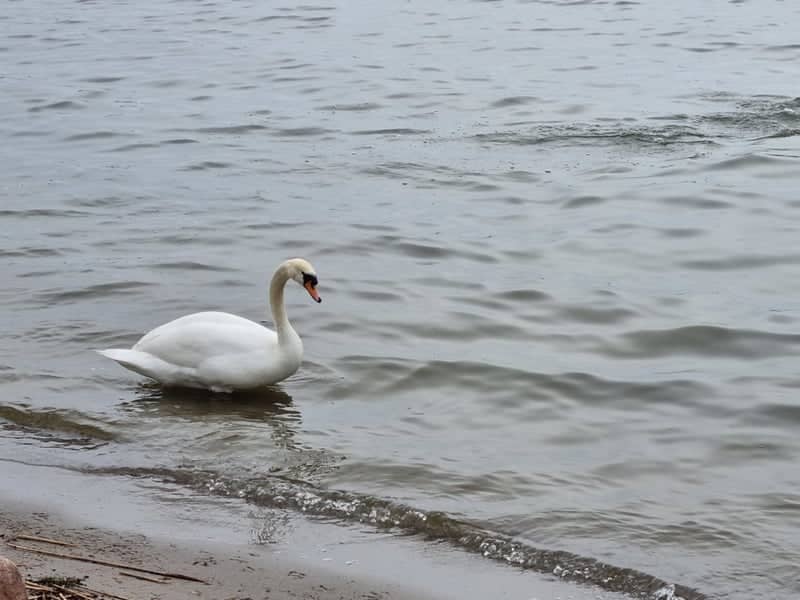 Lake Miedwie Shoreline - Image 1