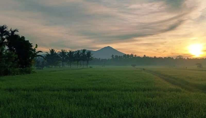 Mount Tanggamus Rice Fields - Image 1