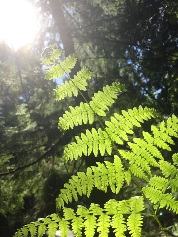 Sunlit Forest Fern - Image 1
