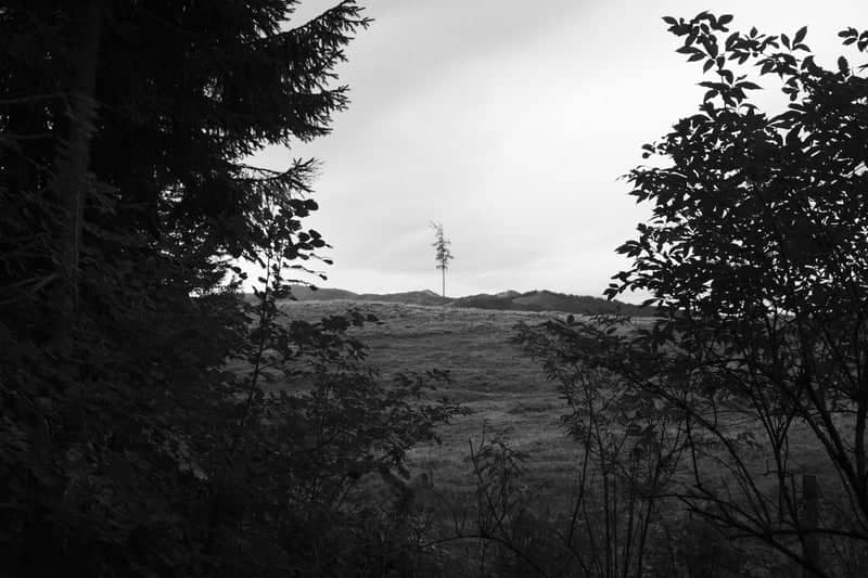 Mitterberg Forest Edge - Image 1