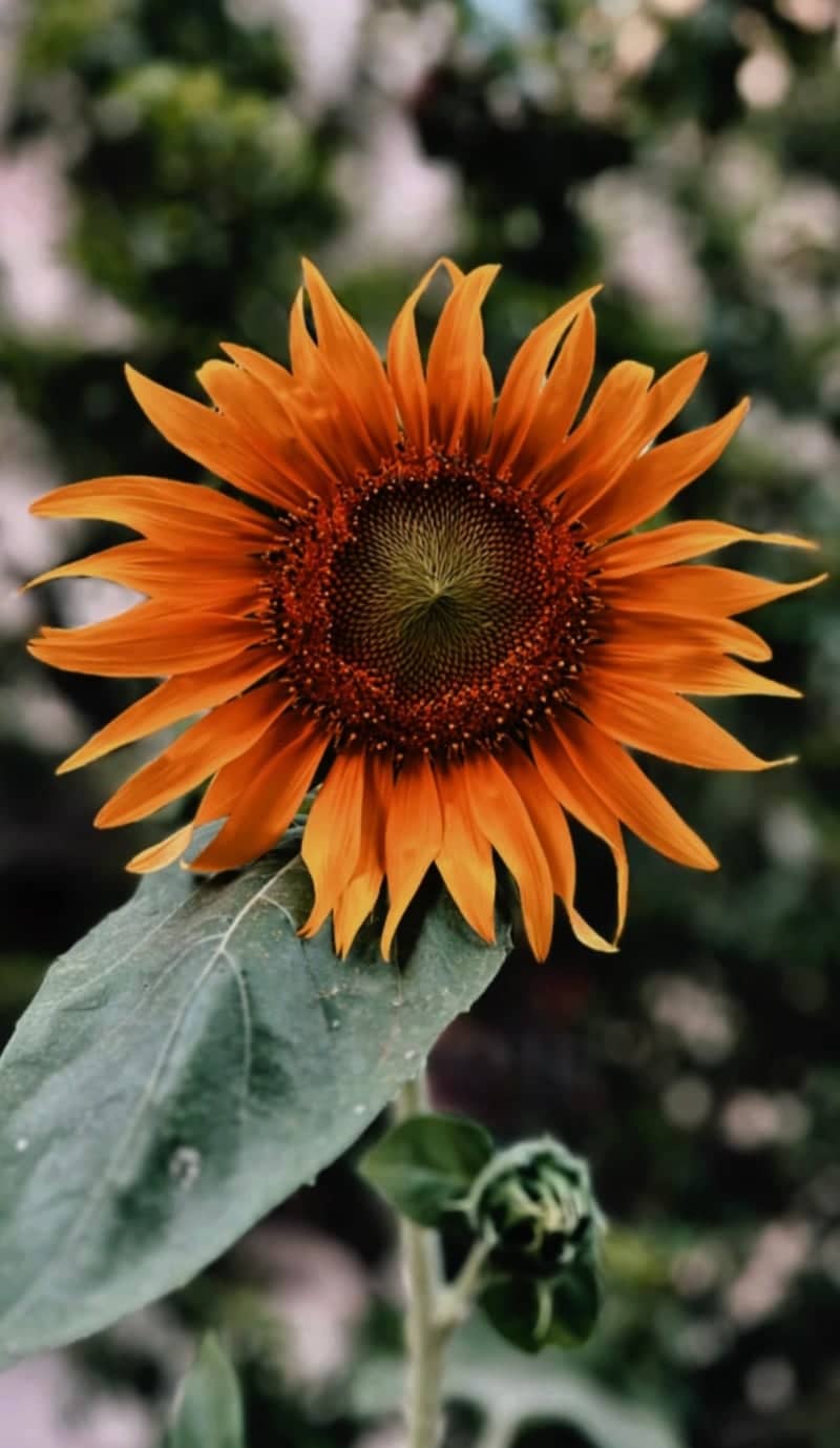 Pardis Sunflower Garden - Image 1