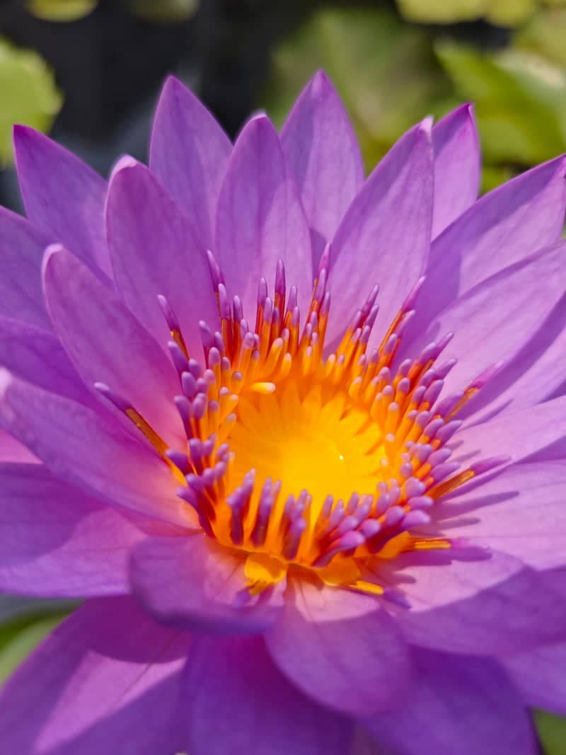 Ashta Water Lily Pond - Image 1