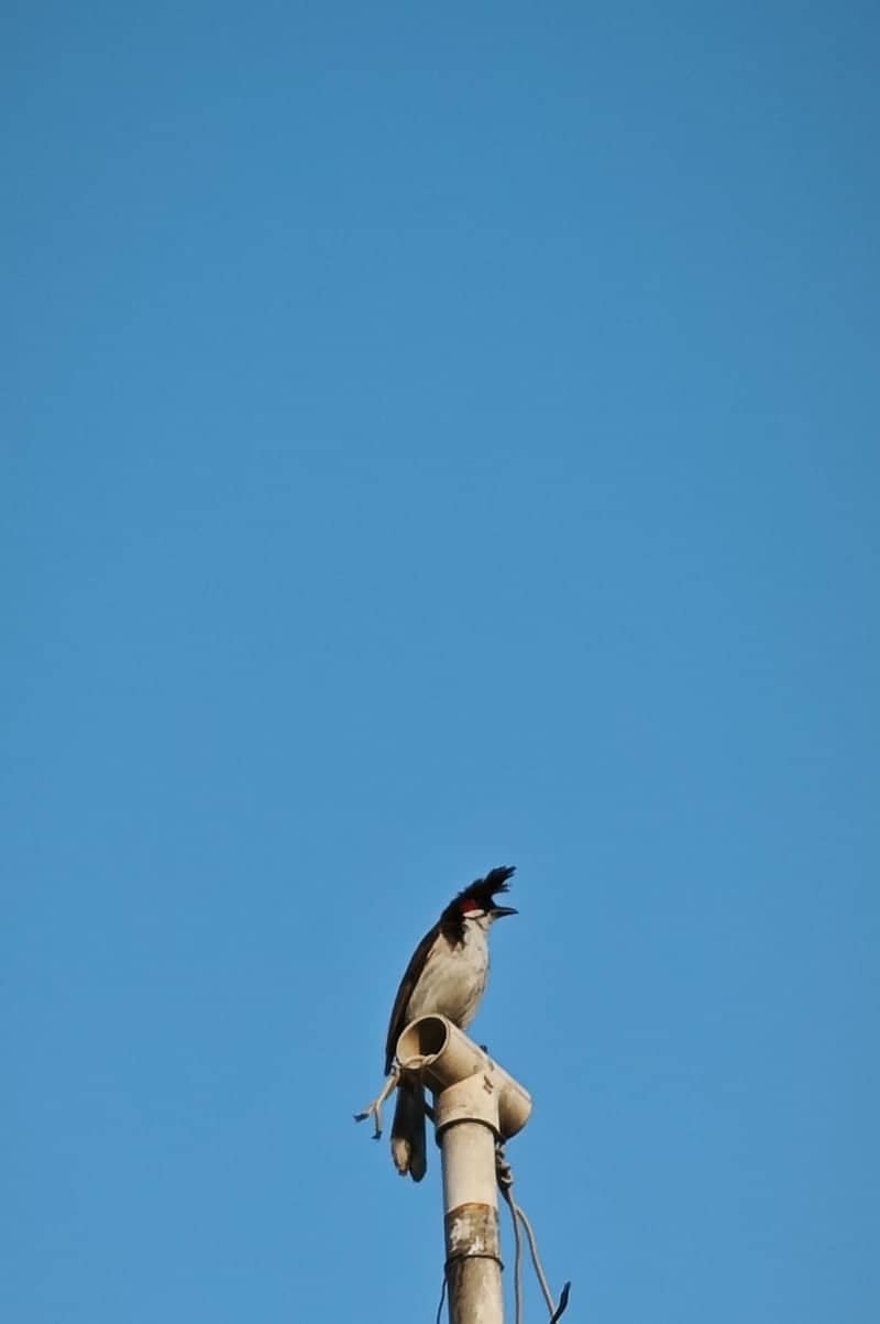 Ganeshganj Urban Wildlife Spot - Image 1