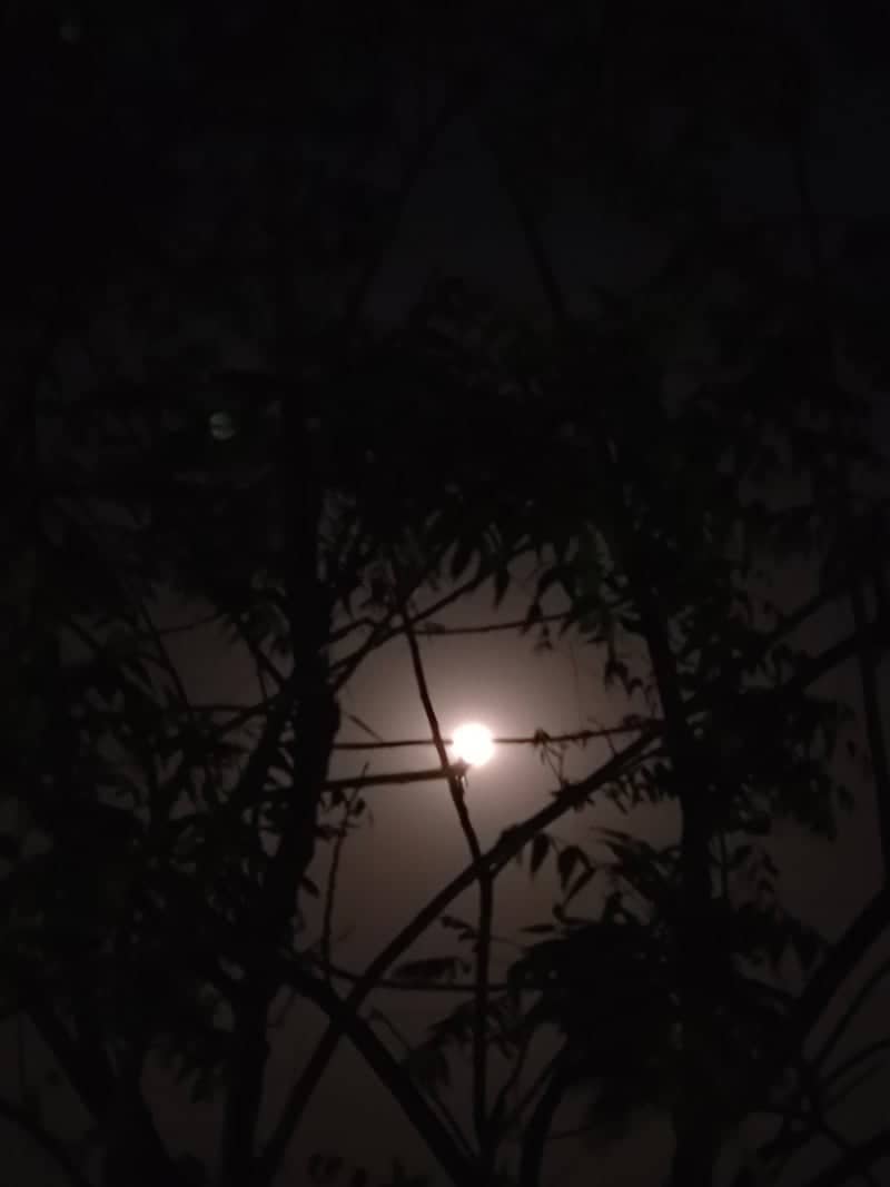 Moonlight through Foliage in Ashta - Image 1
