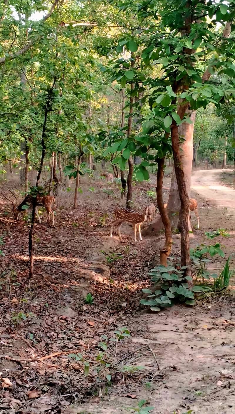 Kanha National Park Forest Road - Image 1