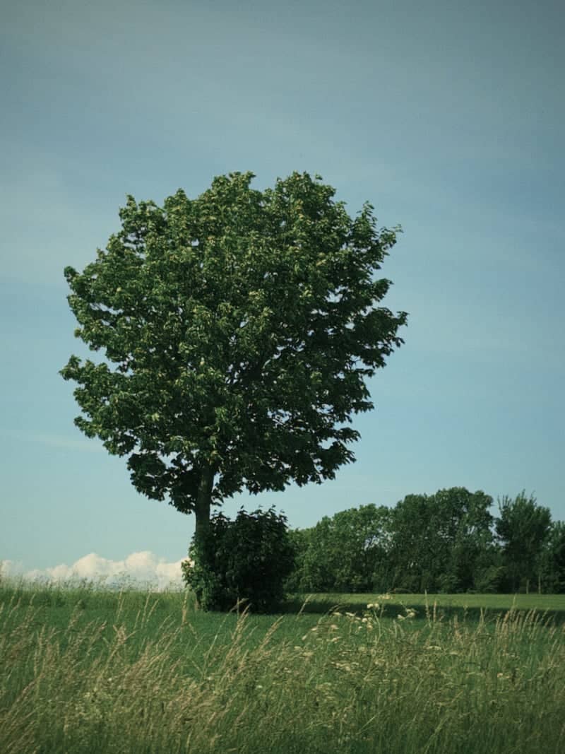 Almindingen Countryside Meadow - Image 1