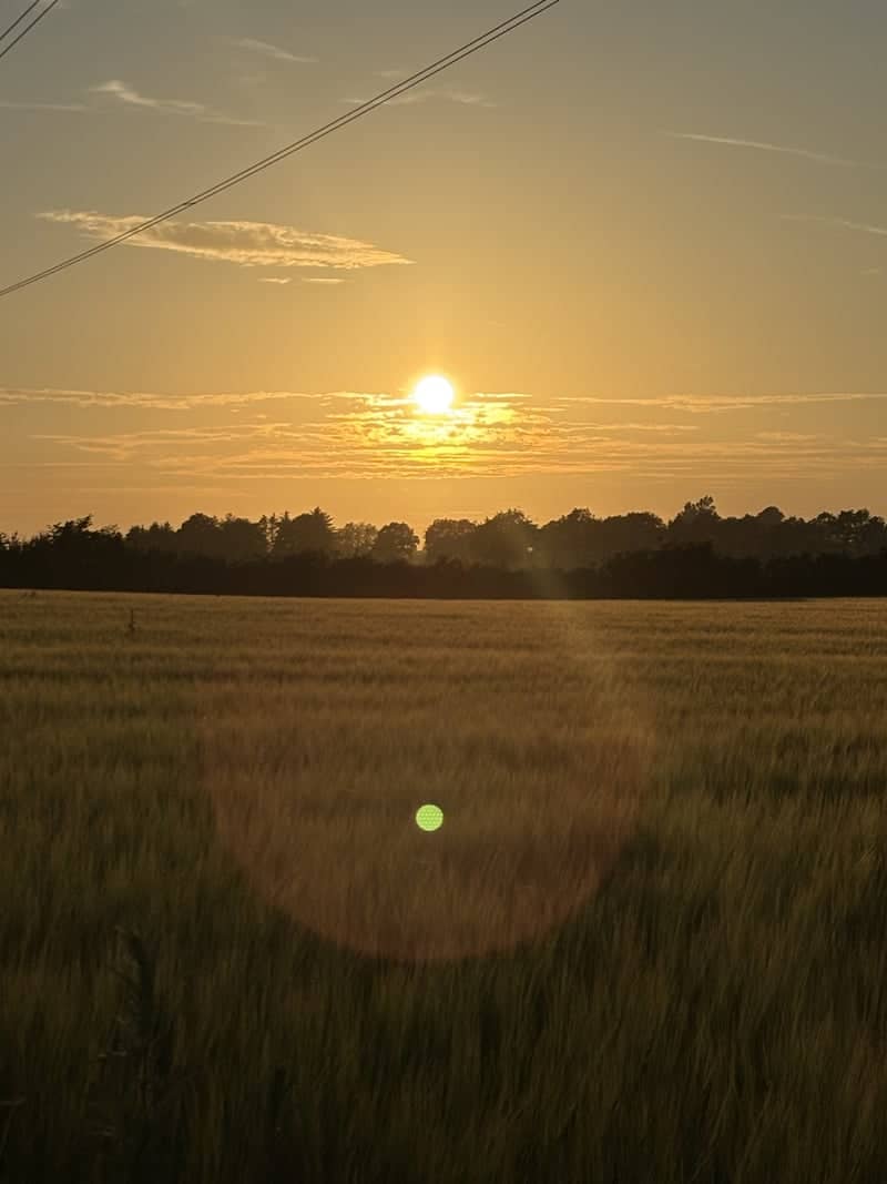 Gamborg Farmland Sunset - Image 1