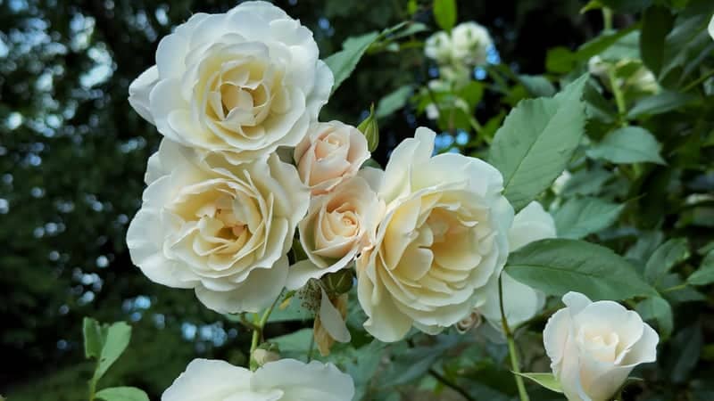 Shepley Rose Garden - Image 1
