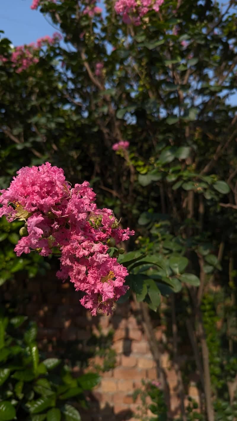 Gujranwala Garden Blooms - Image 1