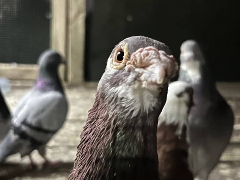 Fakiusagi Pigeon Aviary - Image 1