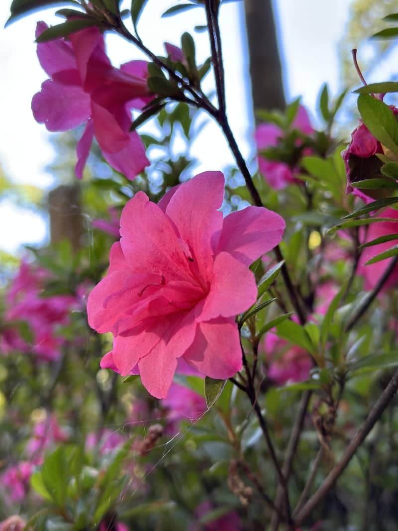 Hendricks Park Rhododendron Garden - Image 1
