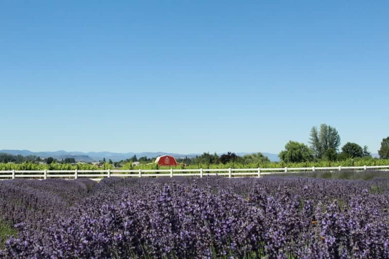Lavender Fields Forever - Image 3