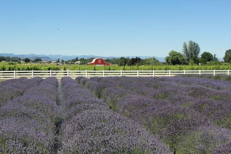 Lavender Fields Forever - Image 5