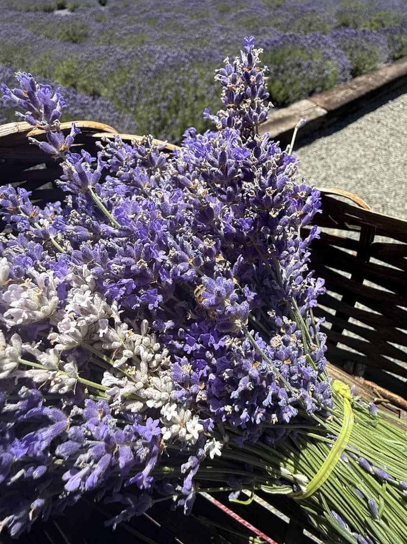 Lavender Fields Forever - Image 4