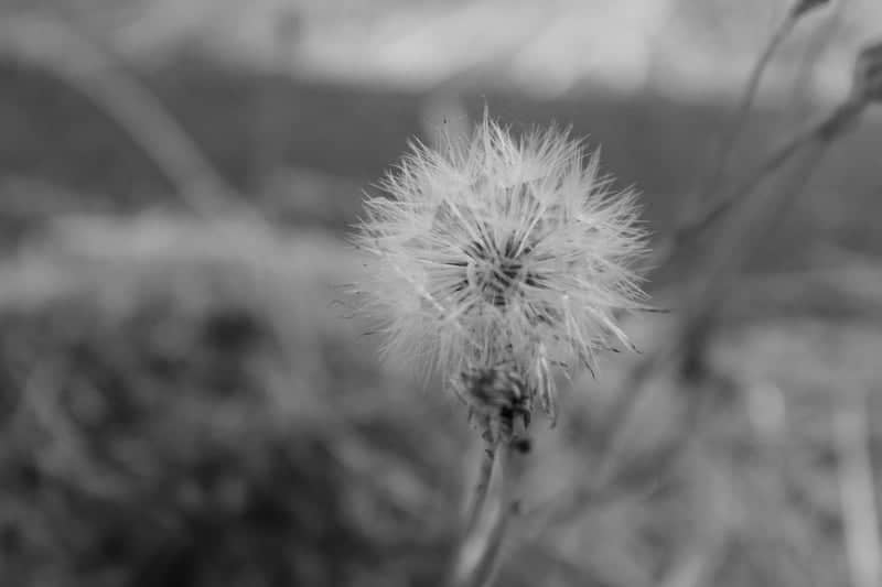 Applegate Valley Meadows - Image 1