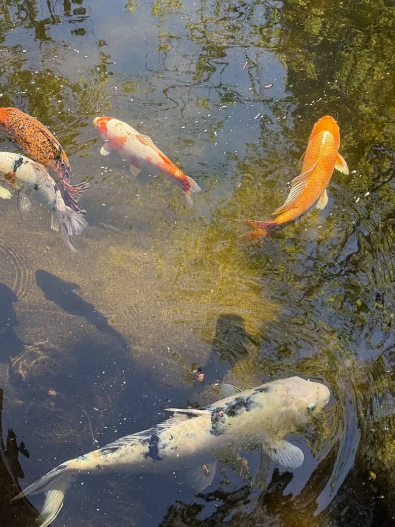Lithia Park Koi Pond - Image 1