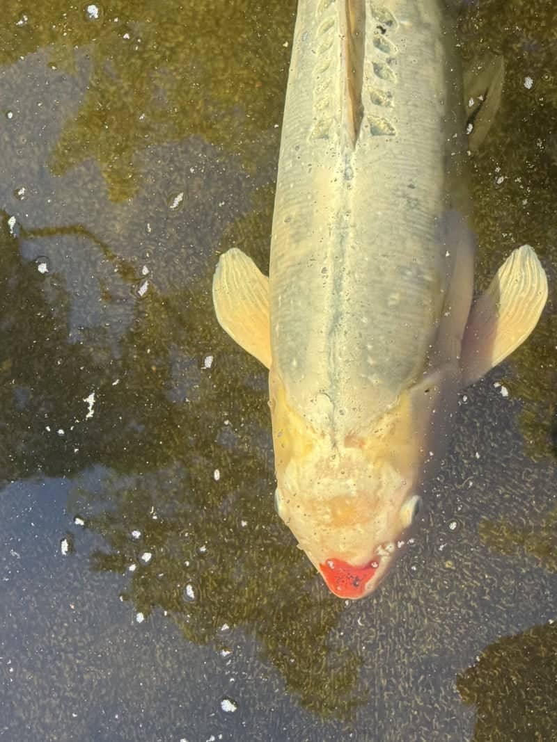 Lithia Park Koi Pond - Image 1