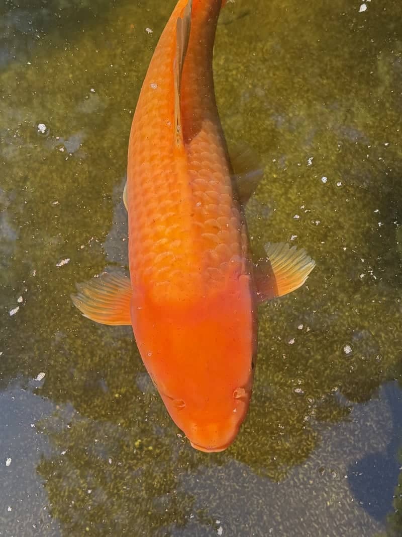Lithia Park Koi Pond - Image 1