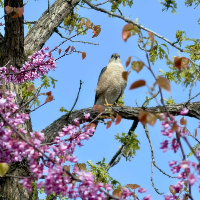 Birch Street Raptor Perch - Image 1