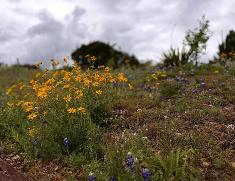 Texas Hill Country Wildflower Field - Image 1