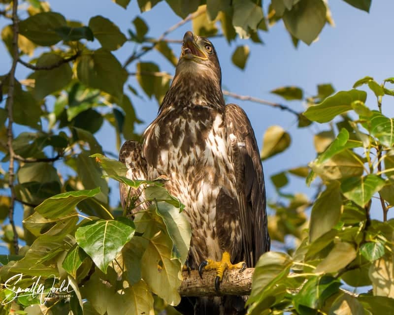 Renton Eagle Perch - Image 1