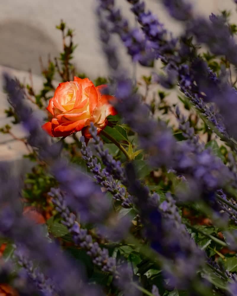 Nojorid Garden Blooms - Image 1