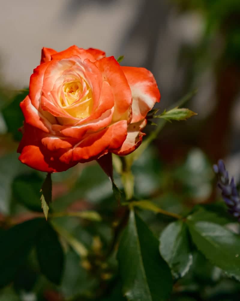Nojorid Floral Garden - Image 1