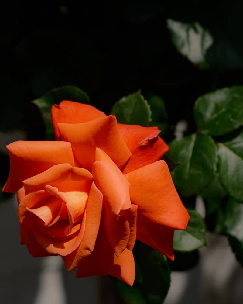 Nojorid Garden Rose - Image 1