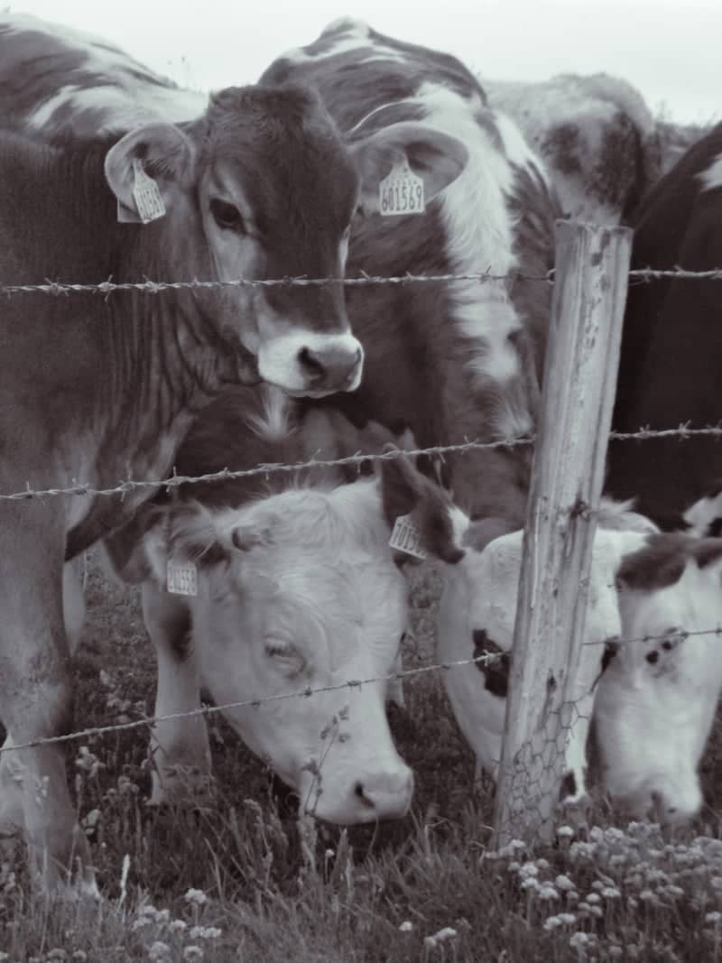 St Davids Pastoral Fields - Image 1