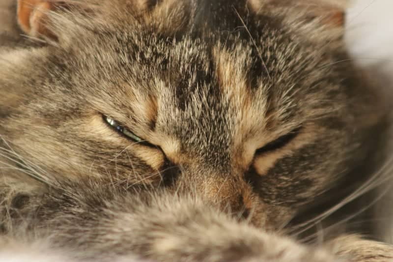 Mníšek pod Brdy Domestic Cat - Image 1