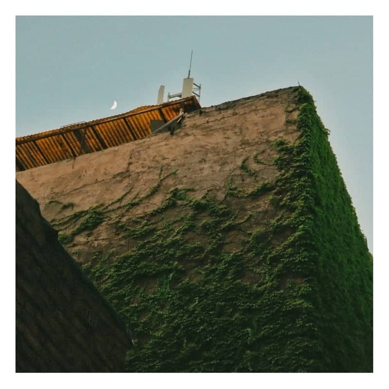 Ivy-Covered Wall in Savojbalagh - Image 1