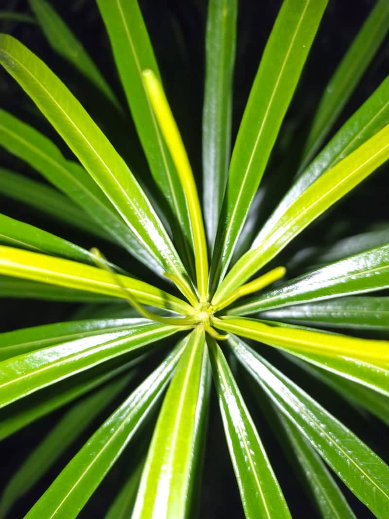 Kumasi Garden Flora - Image 1
